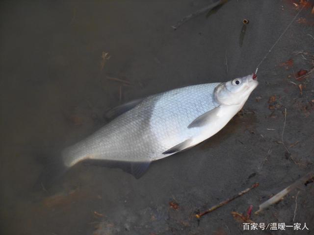 釣鯽魚和鳊魚都用哪些餌料