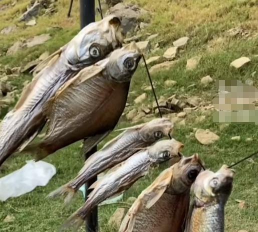 會釣魚有多重要，貴陽突發疫情，小伙釣魚回不了家，變荒野求生