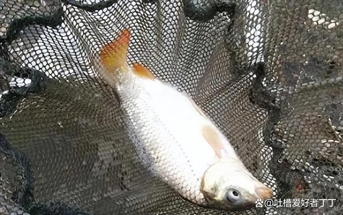 一月份什么魚好釣？