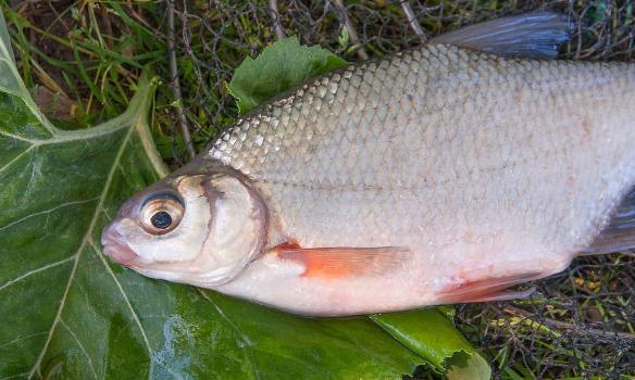 為什么春釣鳊魚更易爆護？你卻很難釣獲？老釣手指出就怪你記性差