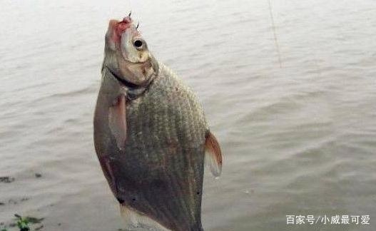 夏天垂釣鳊魚的好方法，輕松學會這幾招，讓你釣魚釣到手發酸