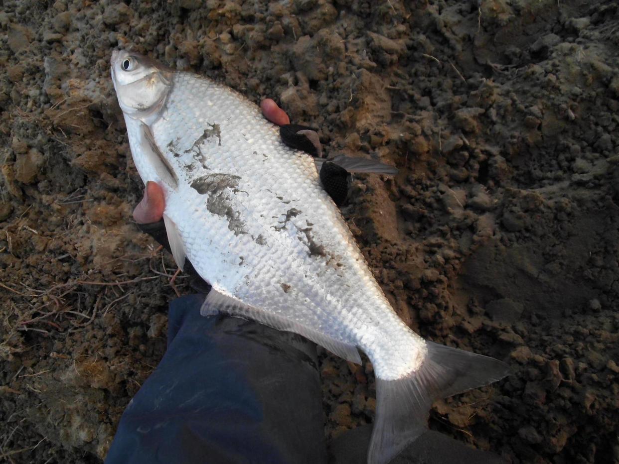 野釣鳊魚：用這兩種釣法，效果立刻不同，爆護不是夢