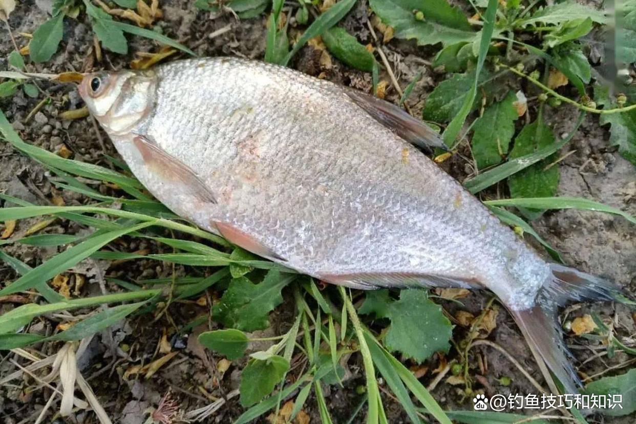 初秋釣鳊魚的餌料配方，鳊魚連續地咬鉤，一釣一個準
