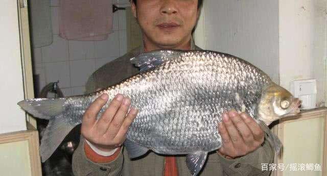 夏季釣鳊魚技巧，鳊魚狂拉不是夢