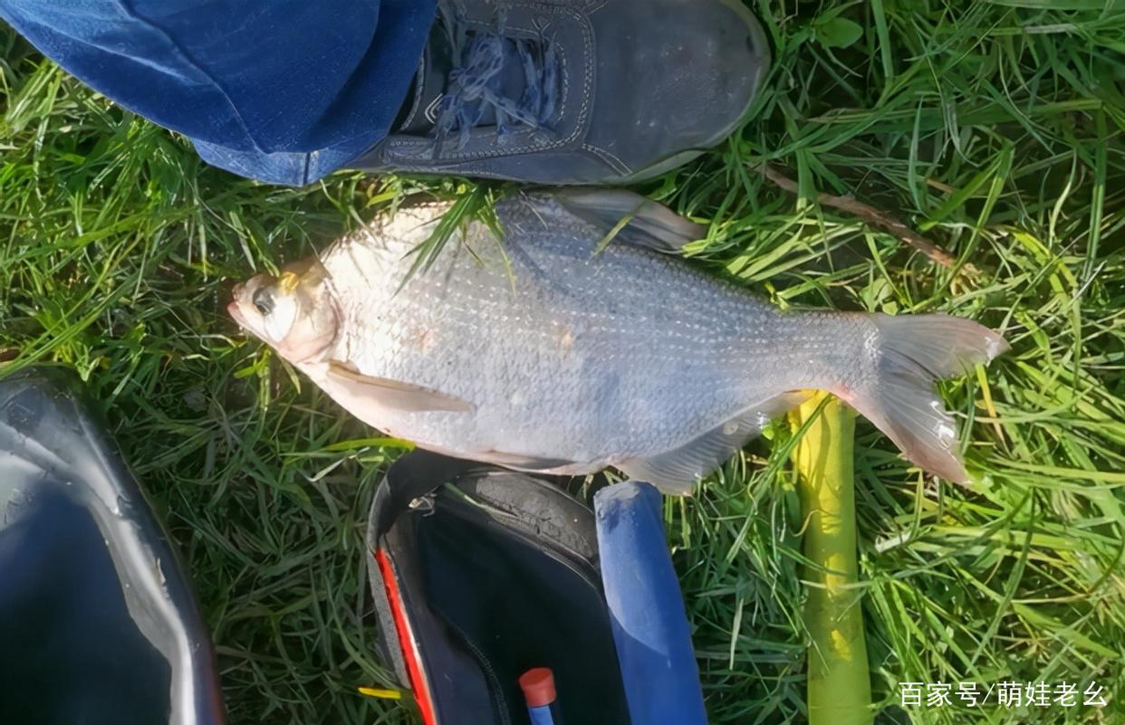瘋狂的釣魚人！湖北一河道鳊魚大爆發，有人天沒亮就去占位置了