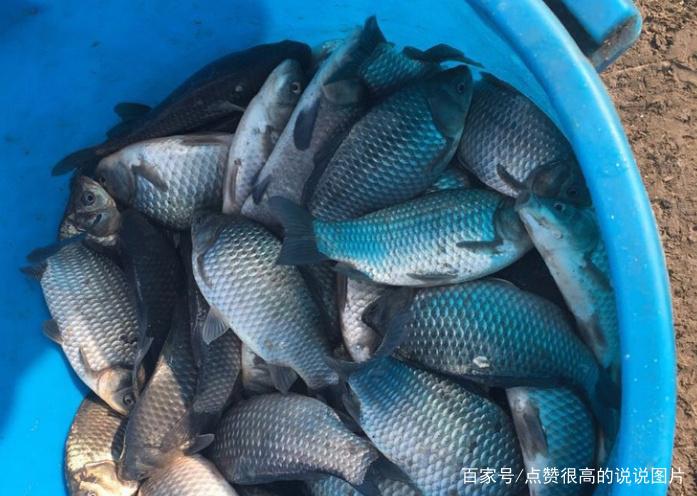 關于釣鳊魚的技巧，不了解的可以進來看看，真的很實用！