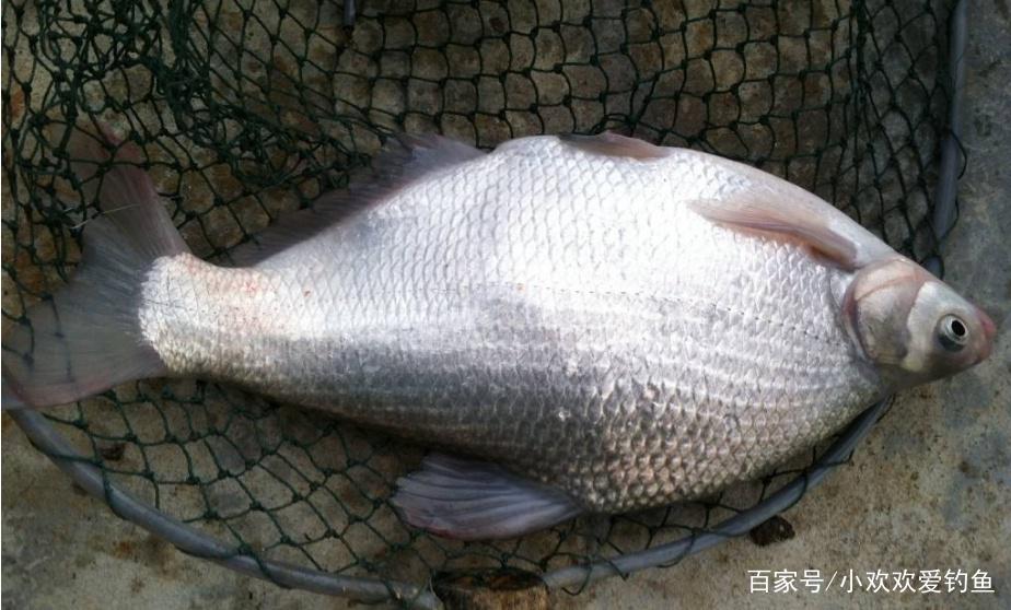 怎么垂釣鳊魚？這些技巧需要知道，可以提升爆護率