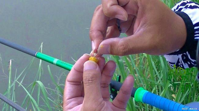 釣鳊魚用什么餌料最好？（爆護配方）