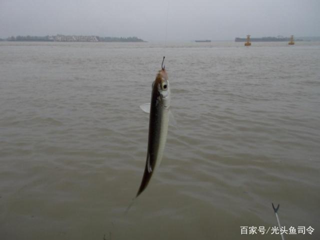 釣友們鯽魚、白條、鳊魚、翹嘴生活習性你們了解嗎？(下)