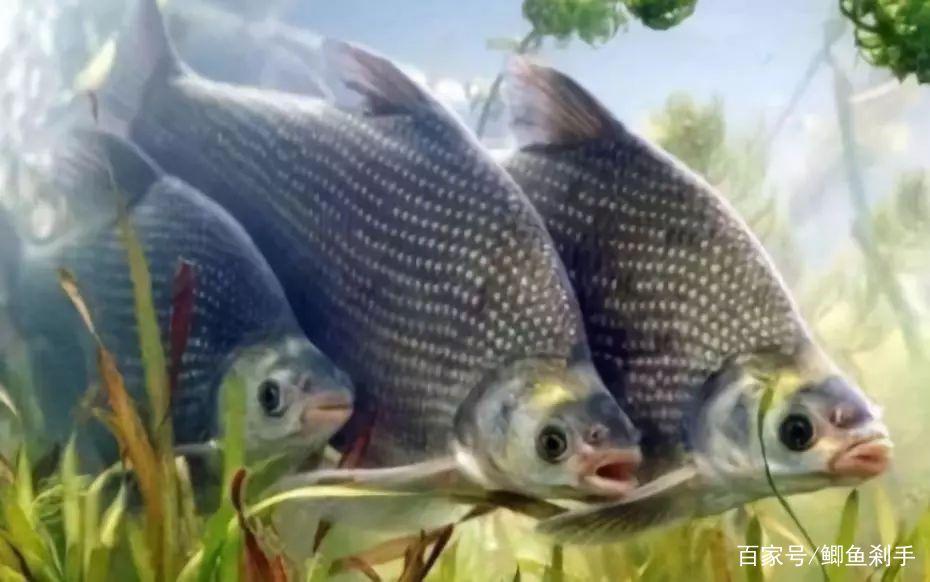 釣鳊“黑五月”？不是鳊魚難釣獲，而是你方法不對路！