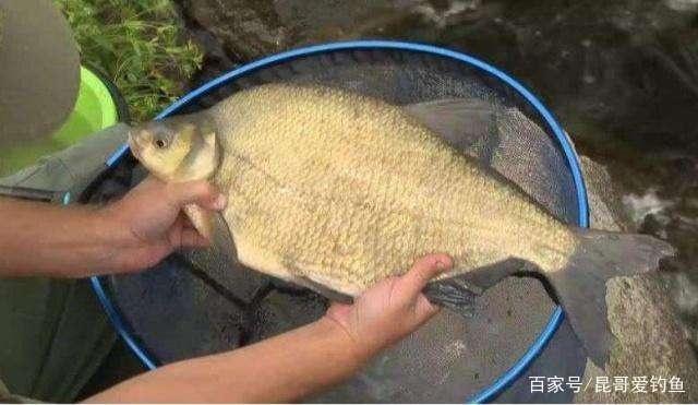 初春季節釣鳊魚，唯獨這幾招最厲害，不吹不黑，一天至少釣20條！