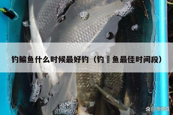 釣鳊魚什么時候最好釣（釣鮰魚最佳時間段）