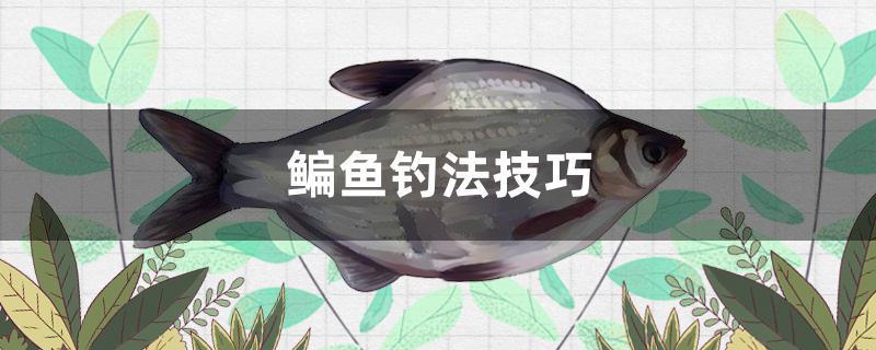 鳊魚釣法技巧。。