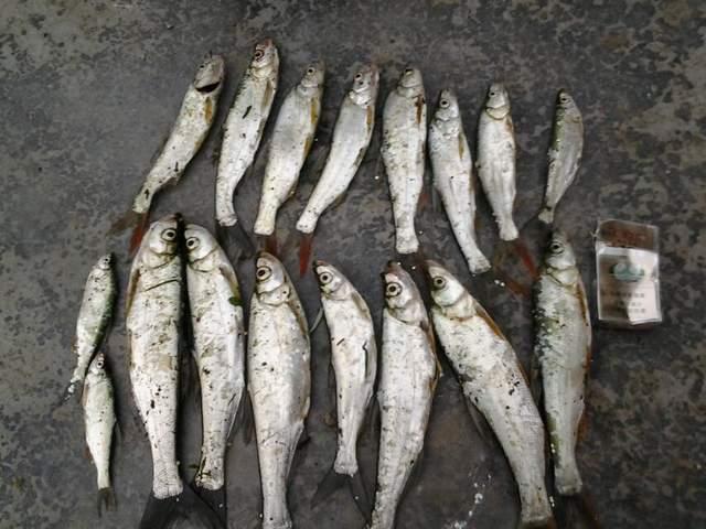 冬天除了鯽魚和小魚還能釣其他魚嗎？可以，但釣法非主流