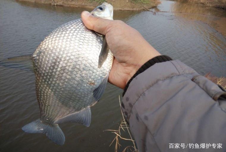 武昌魚怎么釣？釣底還是釣浮？