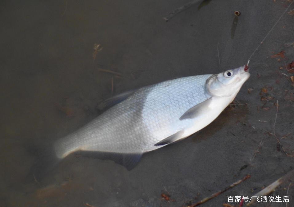 怎么樣才能釣獲鳊魚，這幾個小方法不能忽視，一定要多學習