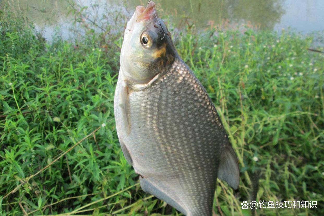 如何才能釣許多的鳊魚？夏季釣鳊魚的4個技巧