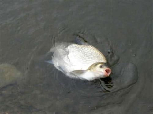 垂釣武昌魚，選對釣魚方法，不愁魚兒不上鉤