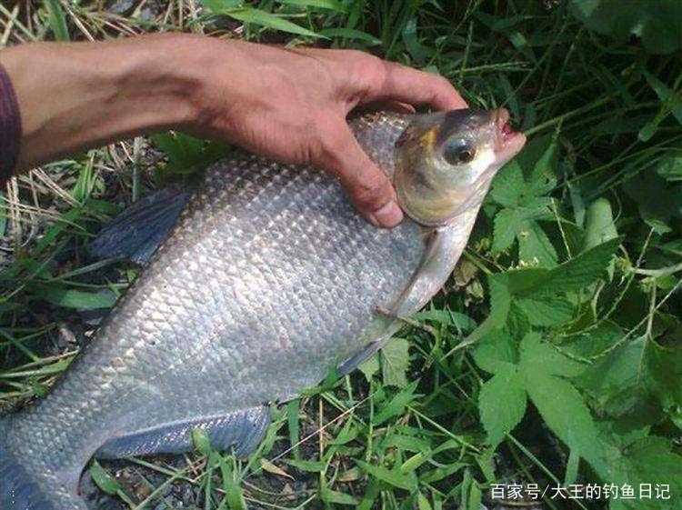 分析5個作釣技巧，讓大水域野釣鳊魚變簡單