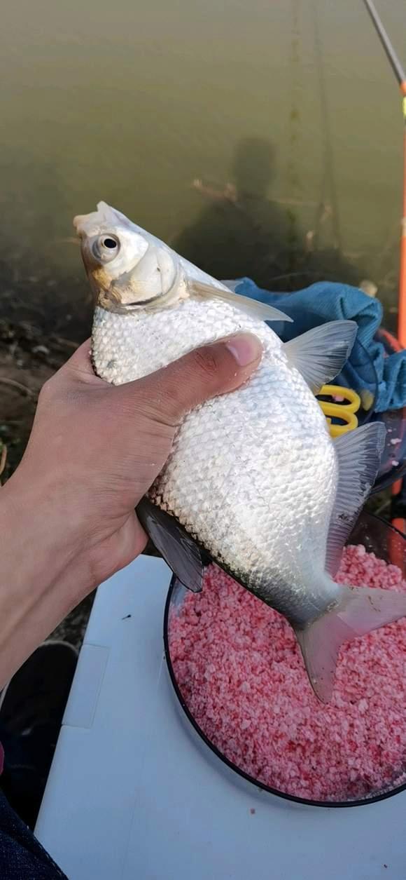 暮春野釣鳊魚全攻略，在這個水層活躍，一來就是一群