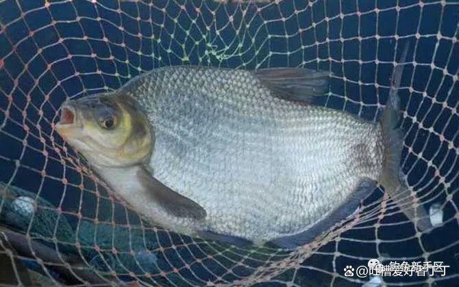 釣鳊魚怎么調漂效果好？