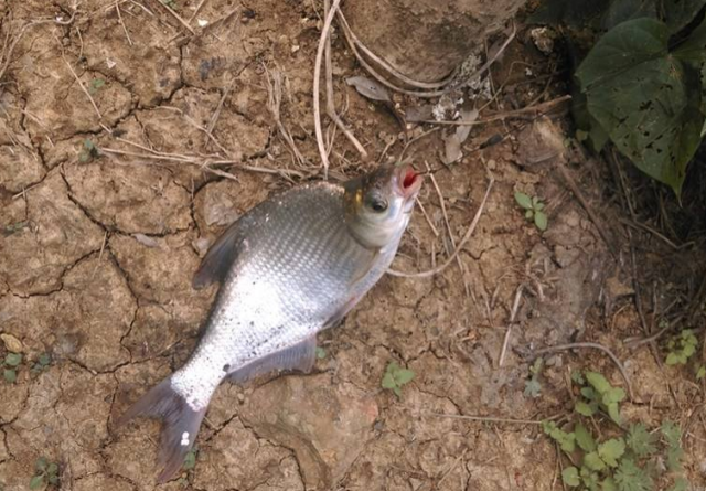 垂釣鳊魚時，需要掌握哪些技巧？就來看看老釣友分享的經驗