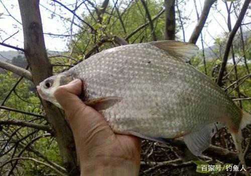 鳊魚是我見過最好釣的魚，一釣一籮筐！不要告訴我你還沒釣過鳊魚