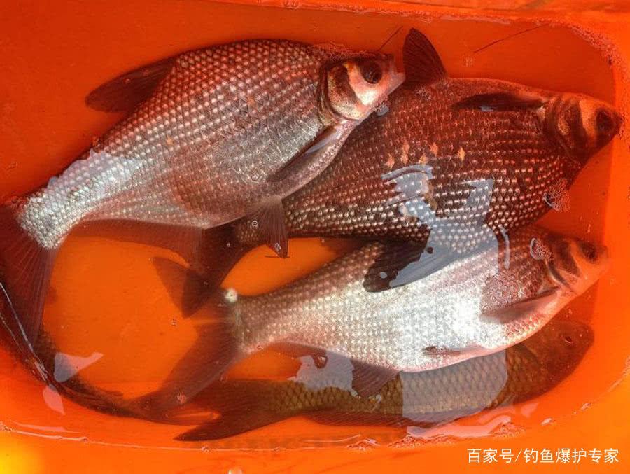 鳊魚怎么釣？用什么餌料最好釣？