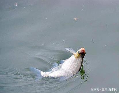 野釣鳊魚只能釣過路魚？錯，夏季這樣釣鳊魚，爆護有機會！