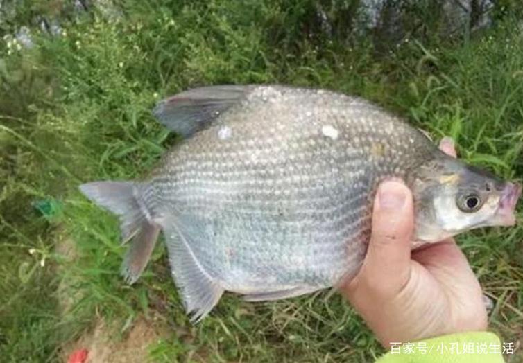 釣鳊魚需要知道的一些小常識，跟我這樣做，才會很輕松！