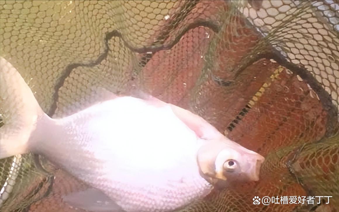 釣鳊魚技巧及餌料配方