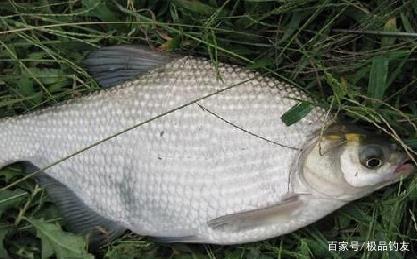 早春釣鳊魚實用技巧