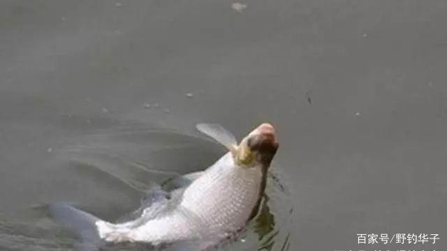 釣鳊魚技巧及餌料(推薦)
