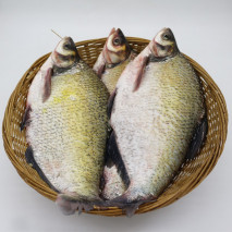 鳊魚怎么釣才能釣得更多