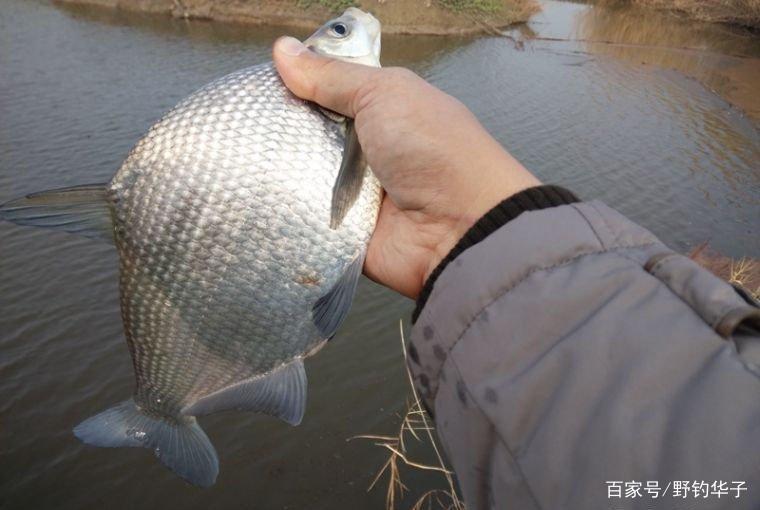 武昌魚用什么餌料好釣？（推薦）