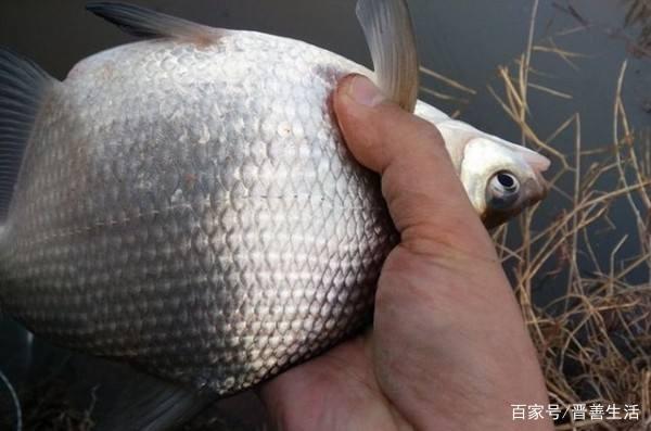 鳊魚很難垂釣嗎？只需做好這三點，大鳊魚狂拉不停