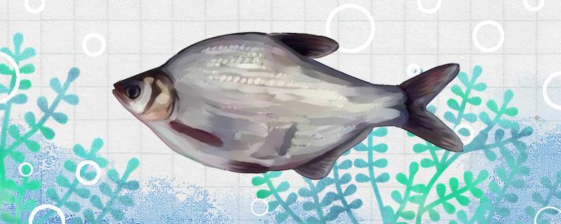 秋天釣鳊魚用什么餌料最好，釣深還是淺