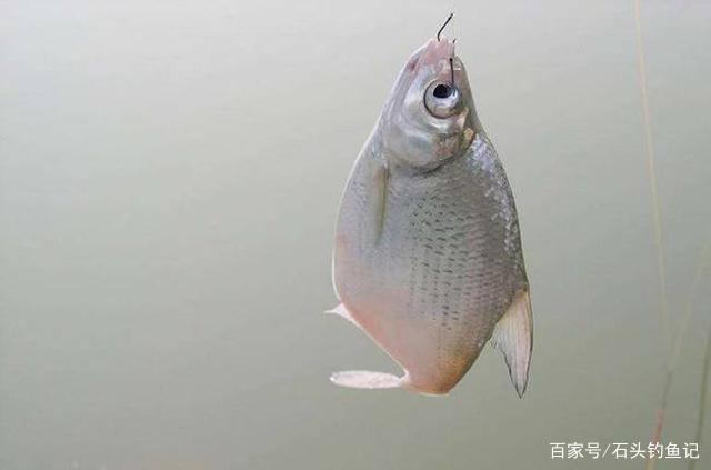 臨近釣“大肚子”鳊魚旺季，如何“爆護”？老釣友4點技巧助你