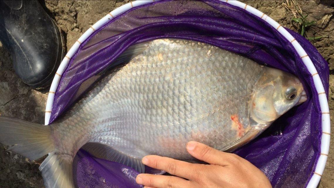 怎么樣來作釣鳊魚，看野釣高手是如何分析的，請花一分鐘耐心看完