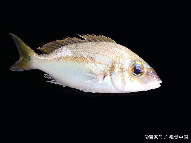 老釣手分享經驗，學會了這些，釣獲鳊魚變得簡單又輕松
