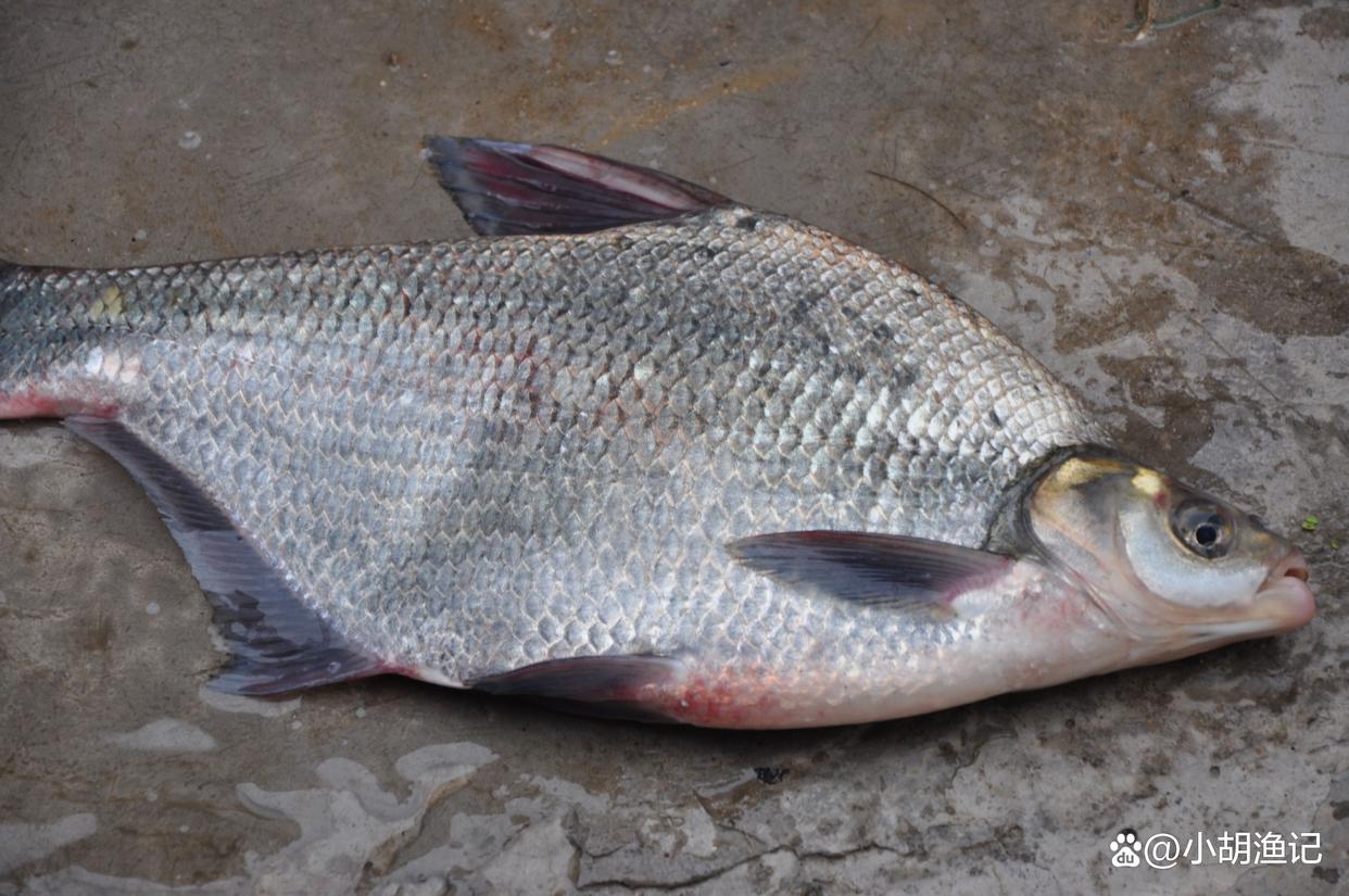 驚蟄前后釣鳊魚，掌握這兩個秘訣，每次都能輕松釣十幾斤！