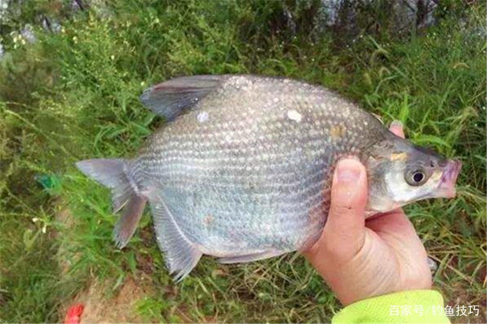 野釣必殺技：不同魚有不同的最佳釣法，這些必殺技，你知道幾個？