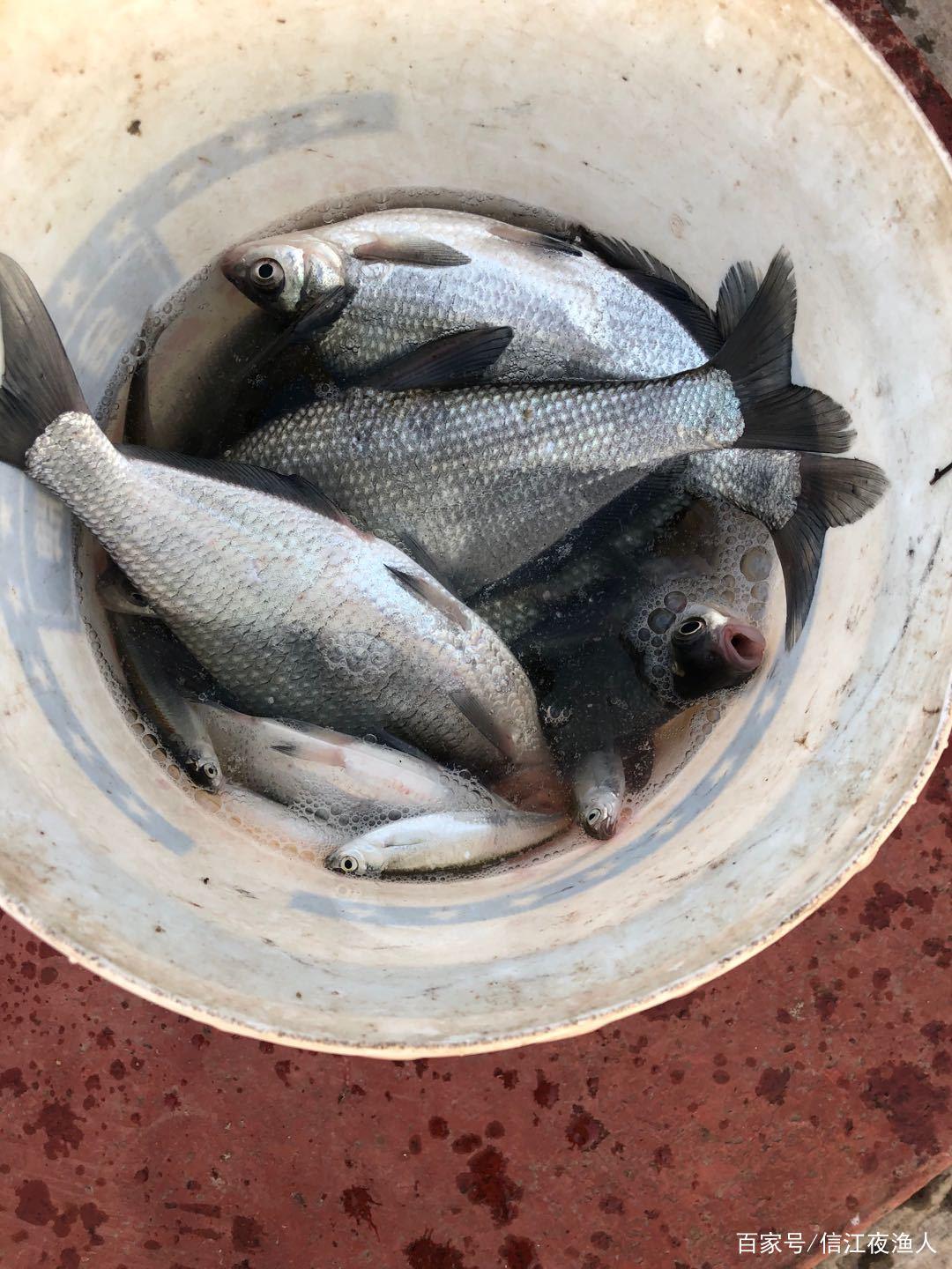 鳊魚怎么釣？詳細作釣方案來了