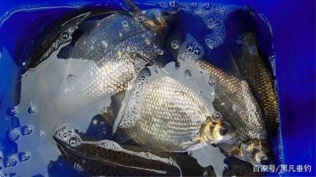 知道嗎？夏季釣鳊魚只要掌握這些技巧，揚竿就上魚