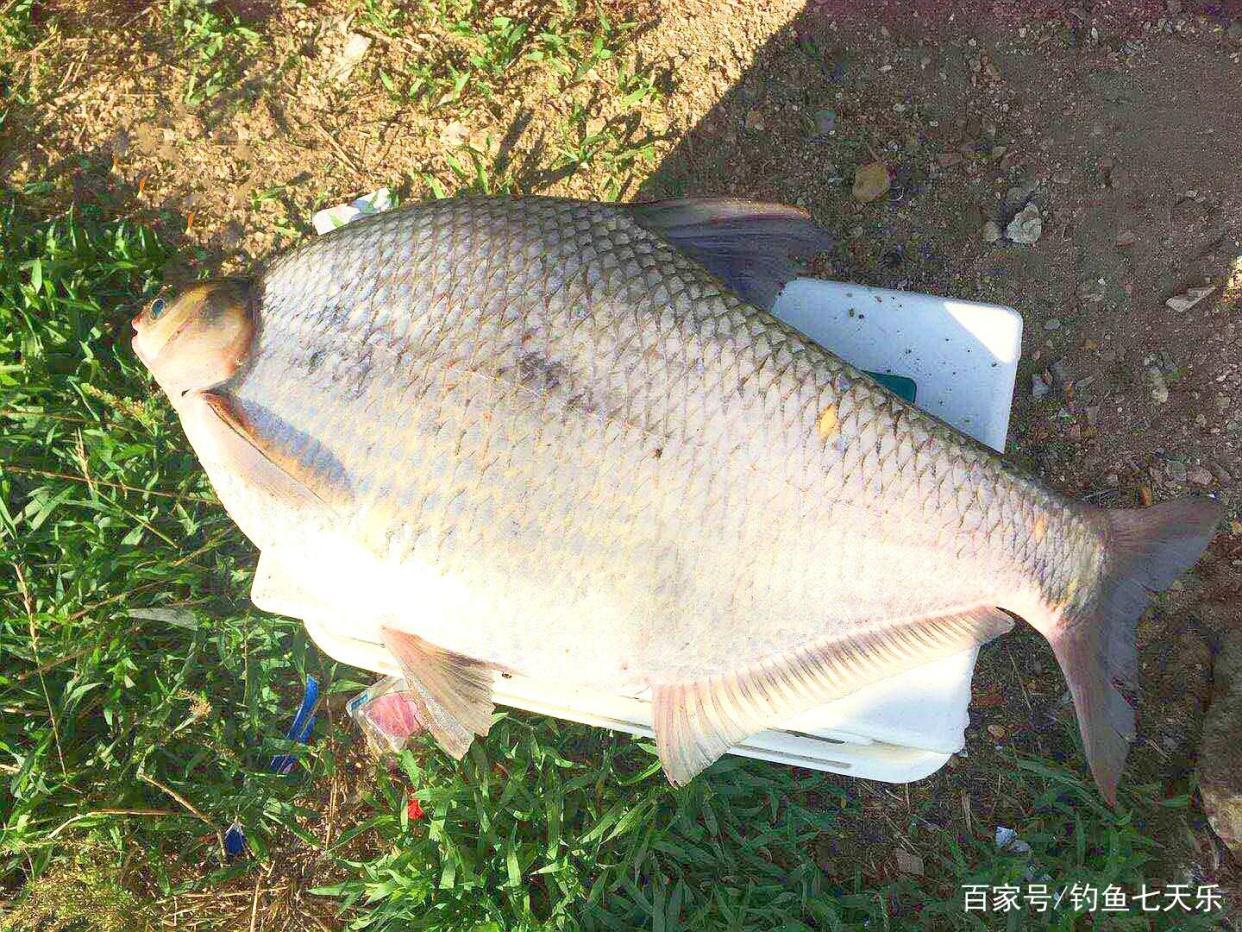 夏季釣“大鳊”，我只關注這四點，連連中魚根本忙不過來