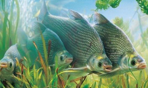 我們應該如何釣到鳊魚呢？注意以下幾點，就可以釣到了