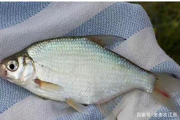 野釣大鳊魚草魚(窩料簡單實用)