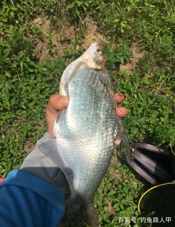3分鐘學會這幾個釣鳊魚技巧，2小時就爆護，一年四季都管用