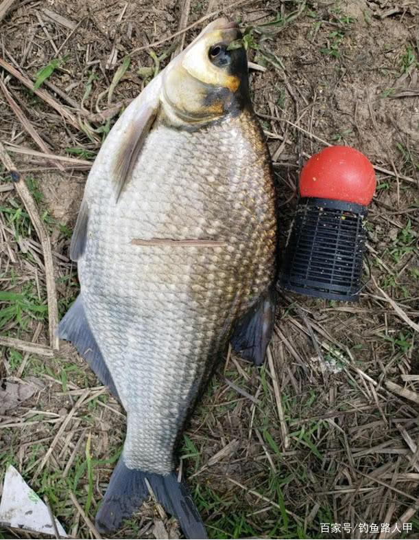 釣鳊魚每次都只能釣一兩條？做好這幾個細節，能經常上雙尾