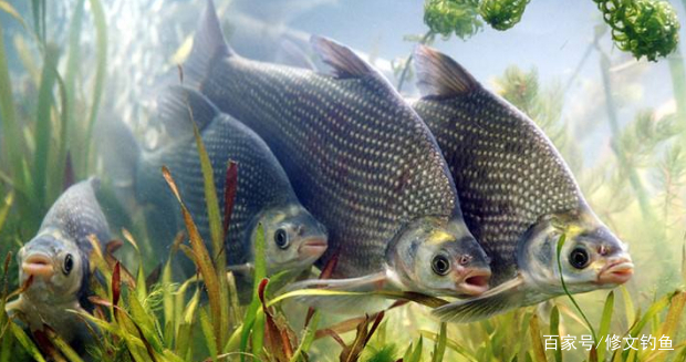 又到了鳊魚垂釣的黃金時段，滿滿釣鳊魚干貨，速速拿走不謝